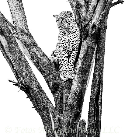 Leopard Perched in Tree (Kenya)