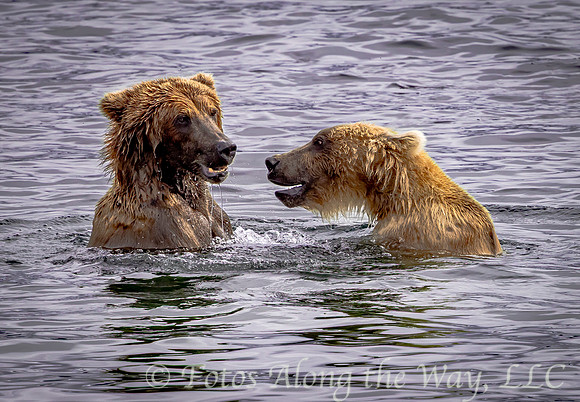 Young Bears Playing in the Lake