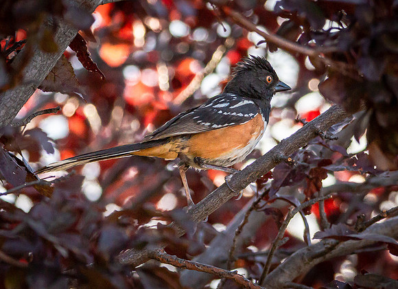 (October) Spotted Towhee in a Plum Tree in Cliff Rose