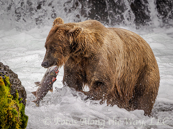 Brown Bear with Fish in Mouth