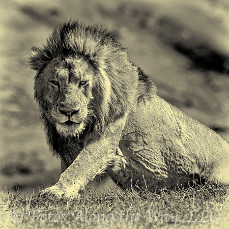 Majestic Lion with Leg Forward (Tanzania)
