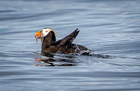 Tufted Puffin with Tiny Fish in Beak