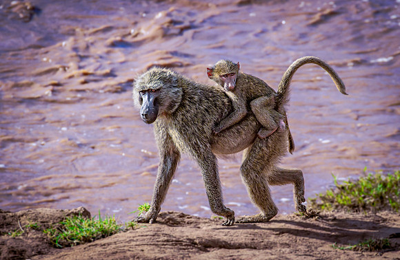 Olive Baboon Carrying Toddler on Riverbank (Kenya)