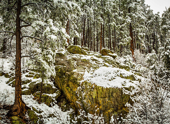 (December) Winter in Prescott National Forest near Thumb Butte