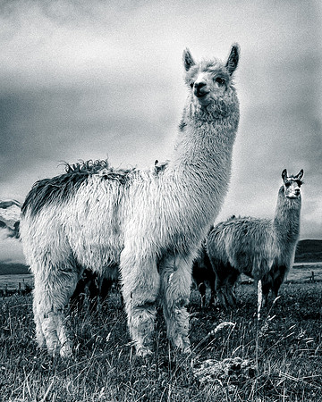 White Llama Portrait (Ecuador)