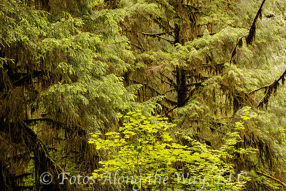 Hoh Forest Palette (Washington)