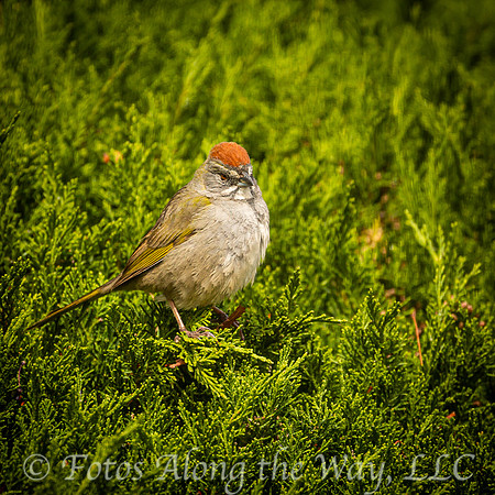 Green-tailed Towhee (Arizona)
