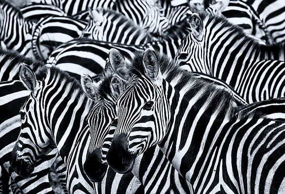 Zebra Stripes (Tanzania)