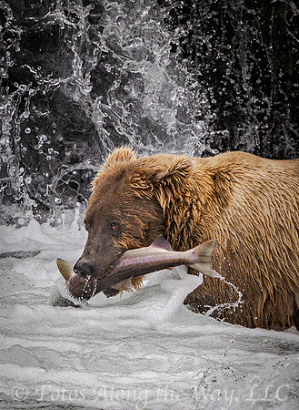 Brown Bear with Salmon under Brooks Falls