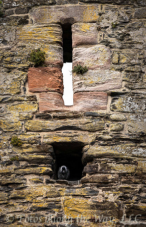 Jackdaw Perched in Castle Wall