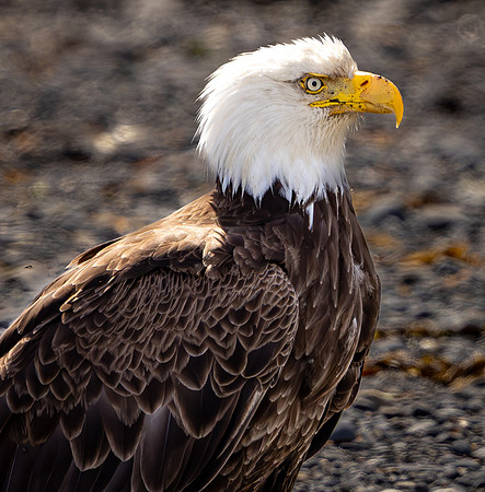 Bald Eagle on Beach (Alaska)