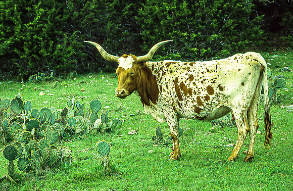 Longhorn in Texas Pasture