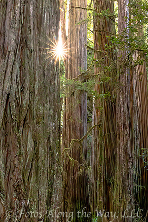 Sunburst through Redwood Forest (California)