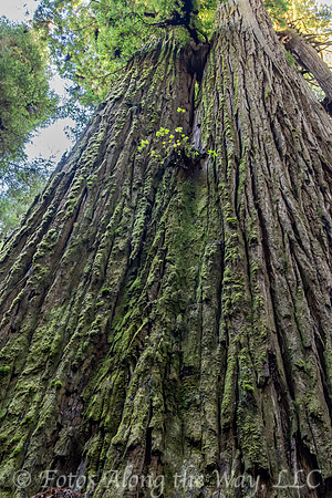 Redwood Tree 'Del Norte' (California)