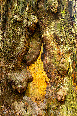 Scar on Redwood Tree (California)