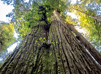 Redwood National and State Parks - California