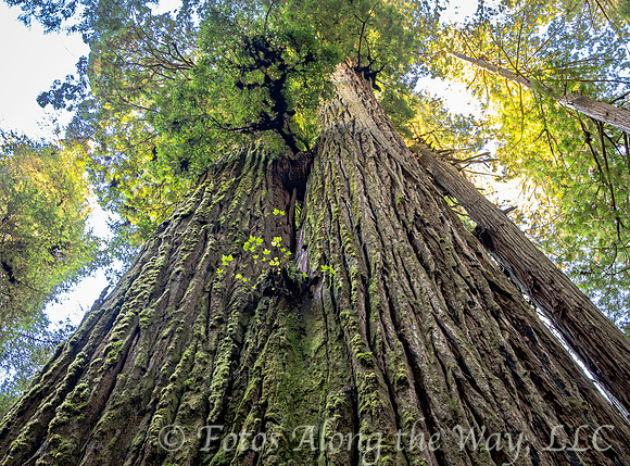 Redwood 'Del Norte' (California)