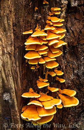 Orange Fungi on Redwood Tree (California)