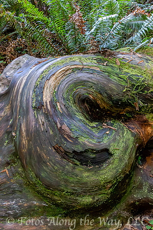 Fallen Redwood Swirl (California)