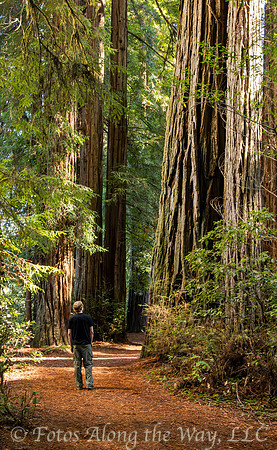 Hiker Walking in Redwood Tree Grove (California)