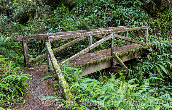 Old Wooden Bridge and Ferns (California)