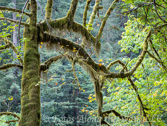 Moss-covered Tree in Redwood Forest (California)