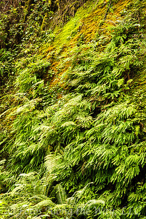 Fern Canyon Wall (California)