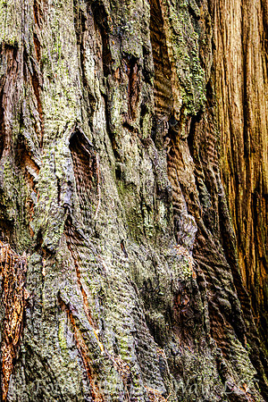 Redwood Bark Texture (California)