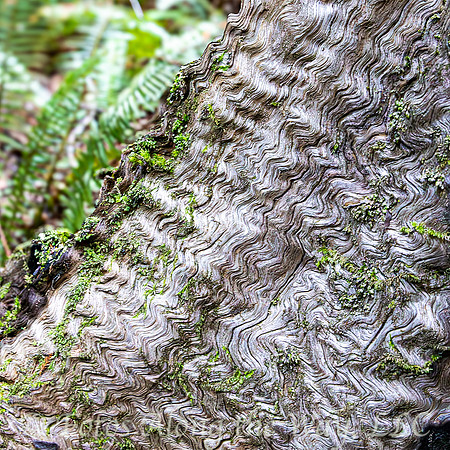 Fallen Tree Bark Pattern (California)