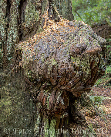 Large Burl on Redwood (California)