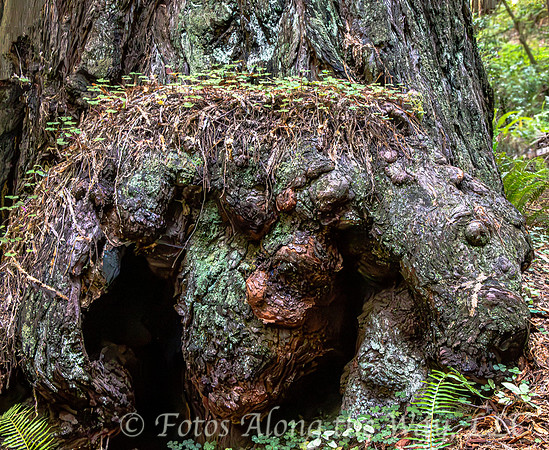 Burls on Redwood Tree Base (California)