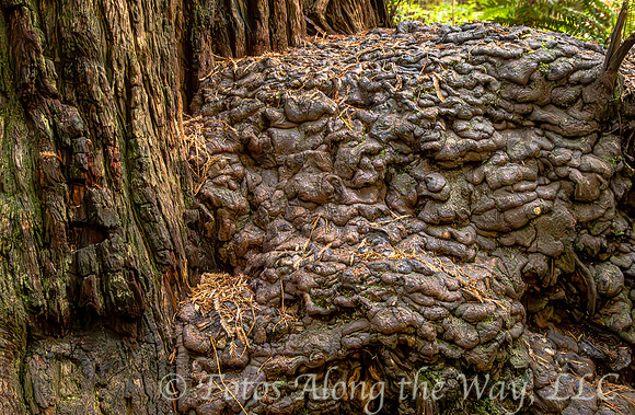 'Buffalo Chip' Redwood Formation (California)