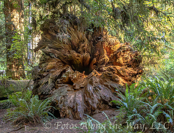 Uprooted Redwood Tree (California)