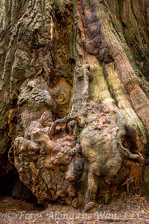 Redwood Tree Base Formations (California)