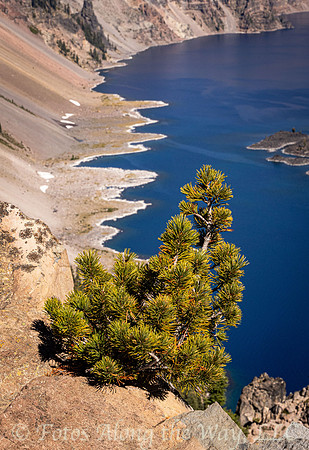 Crater Lake Coastline with Pine Sapling (Oregon)