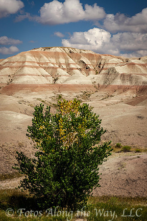 Tree and Striated Mound (South Dakota)