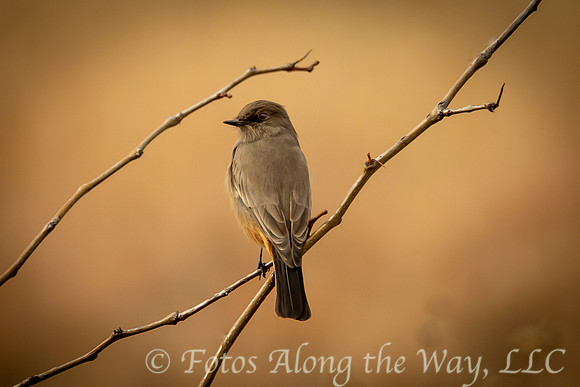 Say's Phoebe (Arizona)