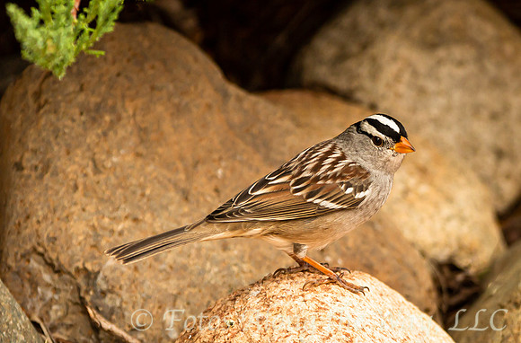 White-crowned Sparrow on Rocks (Arizona)