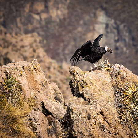 Andean Condor Taking Off (Peru)