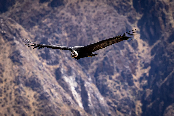 Andean Condor in Flight (Peru)