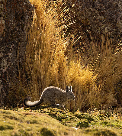 Viscacha in Mountain Field (Peru)