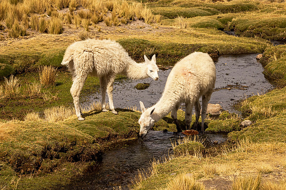 Alpacas in a Mountain Meadow (Peru)