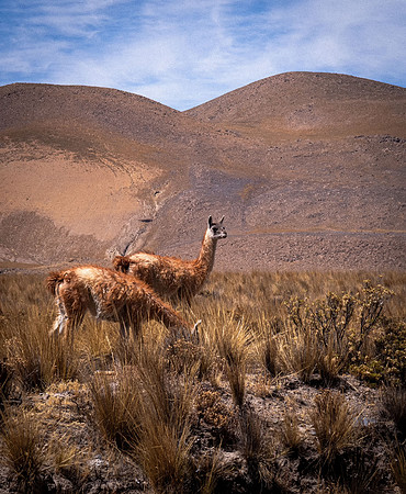 Guanacos in High Desert (Peru)