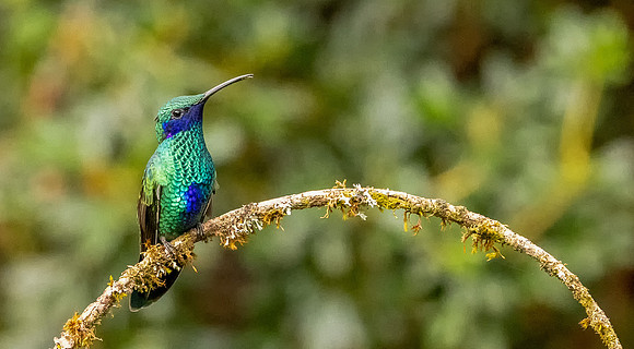 Sparkling Violetear Perched (Peru)