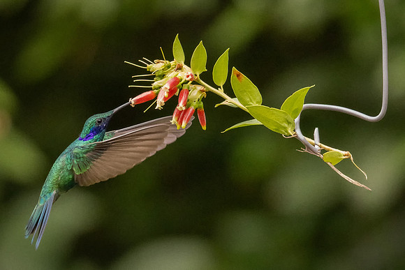 Sparkling Violetear Feeding on Red Flower (Peru)