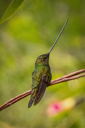 Sword-billed Hummingbird (Peru)
