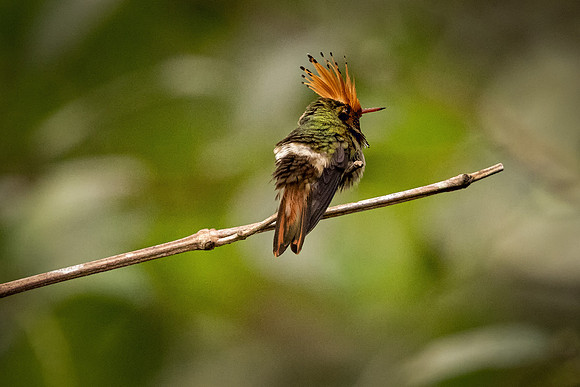 Rufous-crested Coquette (Peru)