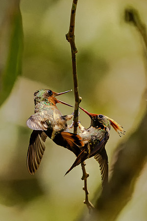 Rufous-crested Coquettes Chatting (Peru)