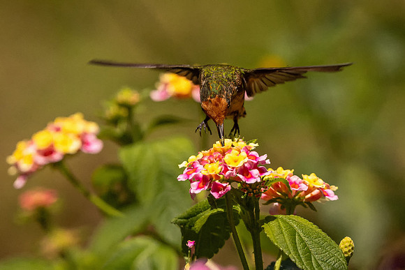 Female Rufous-crested Coquette (Peru)