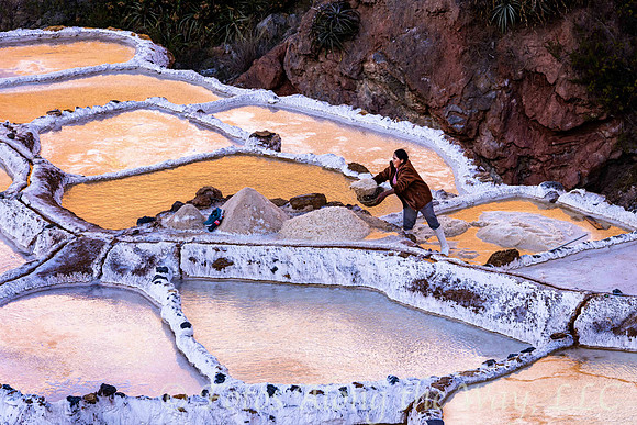 Salt Pond Worker Tossing Basketful (Peru)